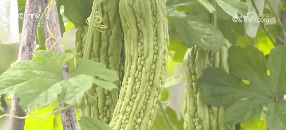 應對強降雨加強田間管理 確保蔬菜穩(wěn)產(chǎn)保供(圖1) 應對強降雨加強田間管理 確保蔬菜穩(wěn)產(chǎn)保供(圖1)