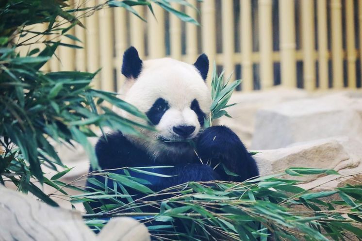 埋下青春友誼的種子 各國運(yùn)動(dòng)員探尋大運(yùn)會(huì)“熊貓情緣”(圖1)