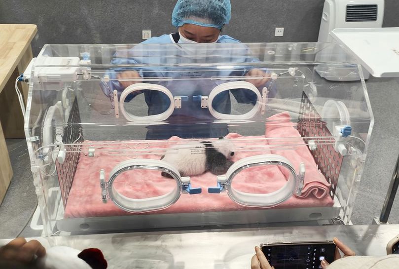 世界各地運(yùn)動(dòng)員抓拍成都大運(yùn)會(huì)上“最萌幼崽”(圖4) 世界各地運(yùn)動(dòng)員抓拍成都大運(yùn)會(huì)上“最萌幼崽”(圖4)