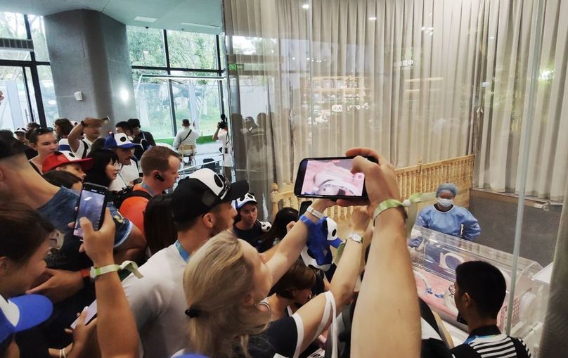 世界各地運(yùn)動(dòng)員抓拍成都大運(yùn)會(huì)上“最萌幼崽”(圖1) 世界各地運(yùn)動(dòng)員抓拍成都大運(yùn)會(huì)上“最萌幼崽”(圖1)