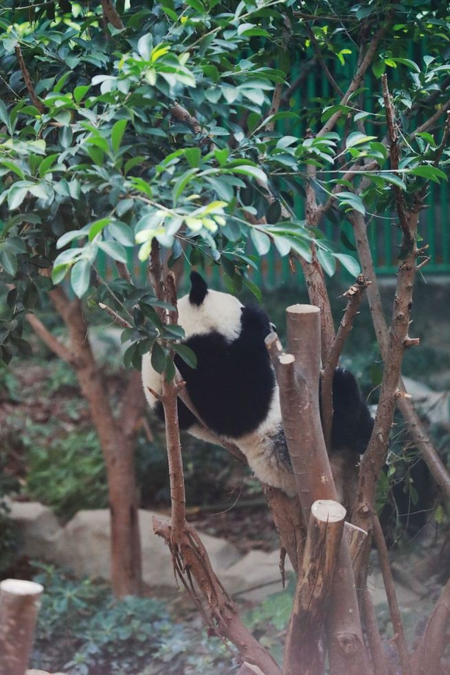 世界各地運(yùn)動(dòng)員抓拍成都大運(yùn)會(huì)上“最萌幼崽”(圖6) 世界各地運(yùn)動(dòng)員抓拍成都大運(yùn)會(huì)上“最萌幼崽”(圖6)