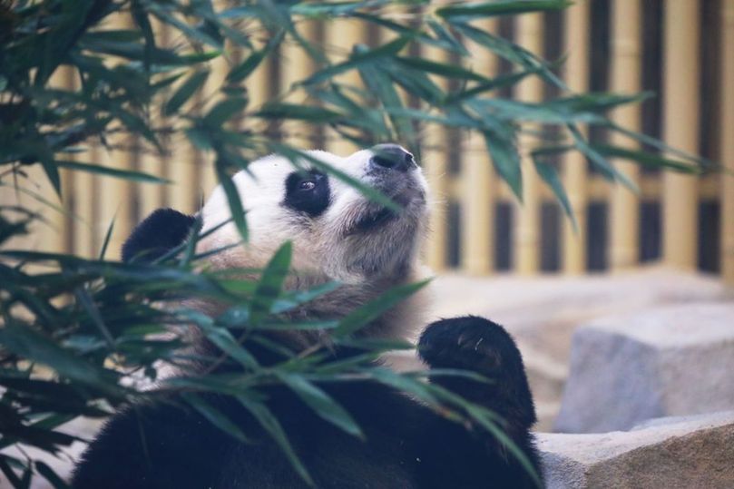 世界各地運(yùn)動(dòng)員抓拍成都大運(yùn)會(huì)上“最萌幼崽”(圖7) 世界各地運(yùn)動(dòng)員抓拍成都大運(yùn)會(huì)上“最萌幼崽”(圖7)
