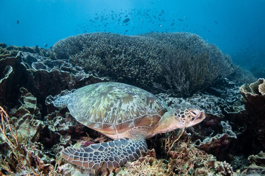 新研究揭示龜殼可記錄放射性污染(圖1) 新研究揭示龜殼可記錄放射性污染(圖1)