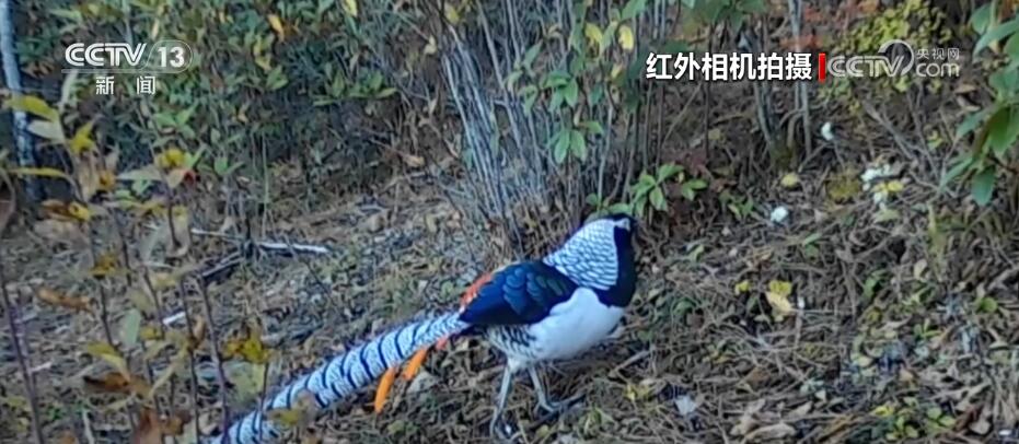 哈巴雪山監(jiān)測到多種珍稀保護(hù)動物 生物多樣性保護(hù)成效明顯(圖3)