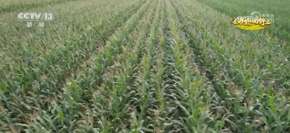 糧食主產(chǎn)區(qū)迎豐收 規(guī)模化經(jīng)營 為好技術(shù)找到用武之地(圖6)