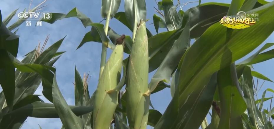 糧食主產(chǎn)區(qū)迎豐收 規(guī)?；?jīng)營 為好技術(shù)找到用武之地(圖2)