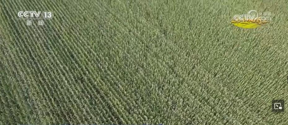 糧食主產(chǎn)區(qū)迎豐收 規(guī)?；?jīng)營 為好技術(shù)找到用武之地(圖1)