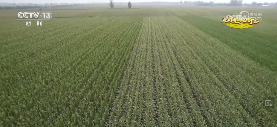 糧食主產(chǎn)區(qū)迎豐收 規(guī)?；?jīng)營 為好技術(shù)找到用武之地(圖7)