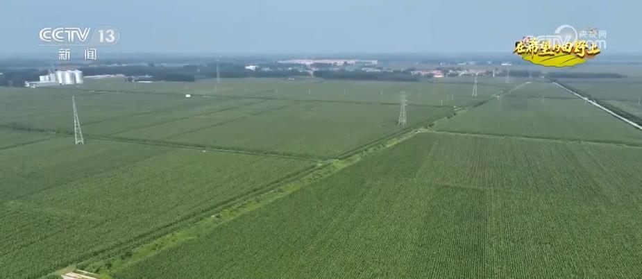 “濟(jì)麥”“齊黃”“登?！钡葍?yōu)質(zhì)品種多次刷新全國(guó)高產(chǎn)紀(jì)錄(圖1)