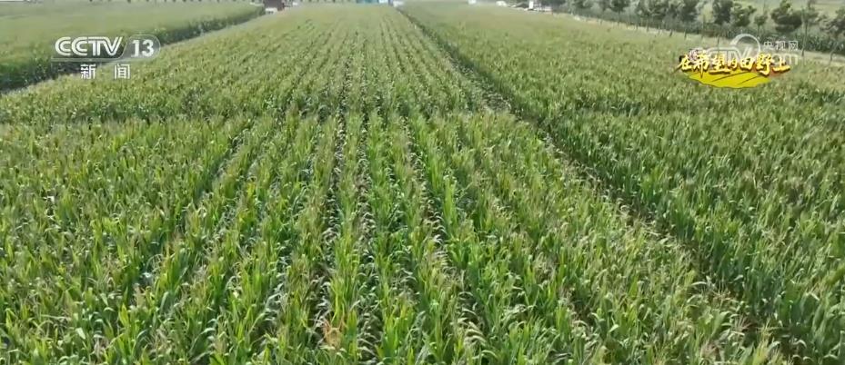 “濟(jì)麥”“齊黃”“登海”等優(yōu)質(zhì)品種多次刷新全國(guó)高產(chǎn)紀(jì)錄(圖3)