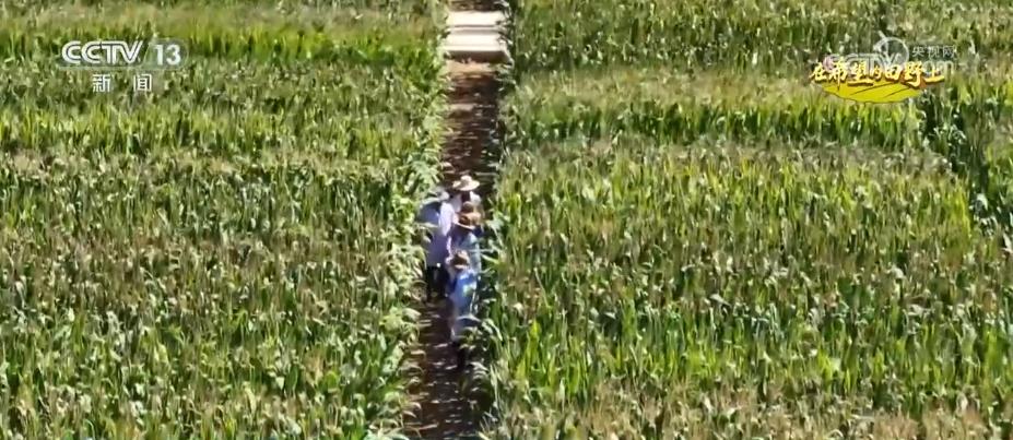 “濟(jì)麥”“齊黃”“登?！钡葍?yōu)質(zhì)品種多次刷新全國(guó)高產(chǎn)紀(jì)錄(圖2)