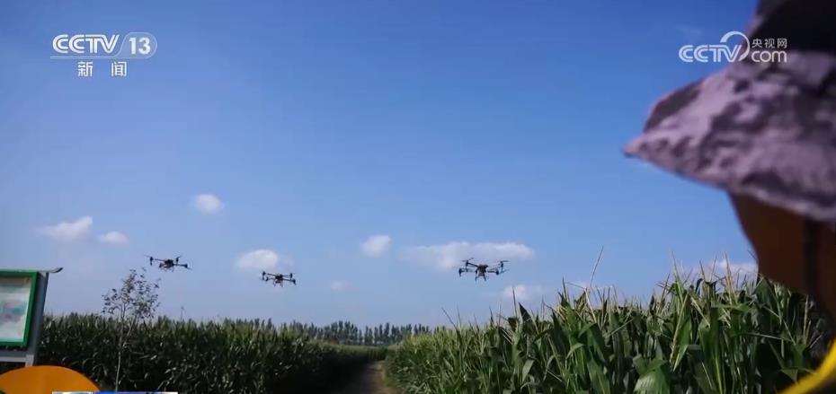 “濟(jì)麥”“齊黃”“登?！钡葍?yōu)質(zhì)品種多次刷新全國(guó)高產(chǎn)紀(jì)錄(圖4)