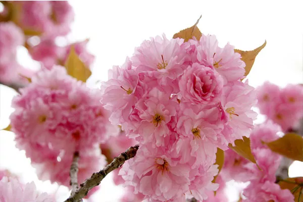 武大櫻花節(jié)時(shí)間2019(門票預(yù)約+游玩路線)(圖3) 武大櫻花節(jié)時(shí)間2019(門票預(yù)約+游玩路線)(圖3)