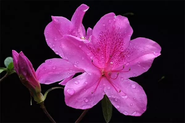 云霧山杜鵑花開(kāi)放時(shí)間(門(mén)票+在哪)(圖1) 云霧山杜鵑花開(kāi)放時(shí)間(門(mén)票+在哪)(圖1)