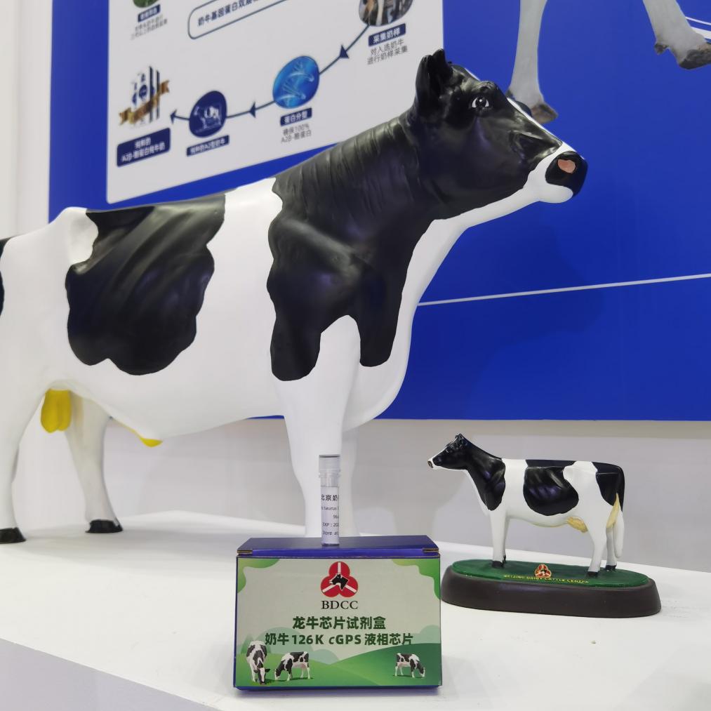 我國發(fā)布荷斯坦牛中高密度基因組選擇育種芯片(圖1) 我國發(fā)布荷斯坦牛中高密度基因組選擇育種芯片(圖1)