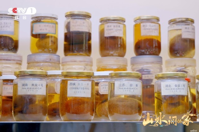 《山水間的家》：千年家風(fēng)助鄉(xiāng)村振興，“老家真好”悟濃濃鄉(xiāng)愁(圖7)