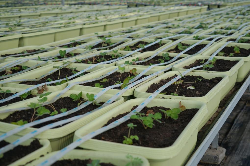 浙江慈溪:“科技創(chuàng)新+數(shù)字化應(yīng)用”助力農(nóng)業(yè)現(xiàn)代化(圖3) 浙江慈溪:“科技創(chuàng)新+數(shù)字化應(yīng)用”助力農(nóng)業(yè)現(xiàn)代化(圖3)