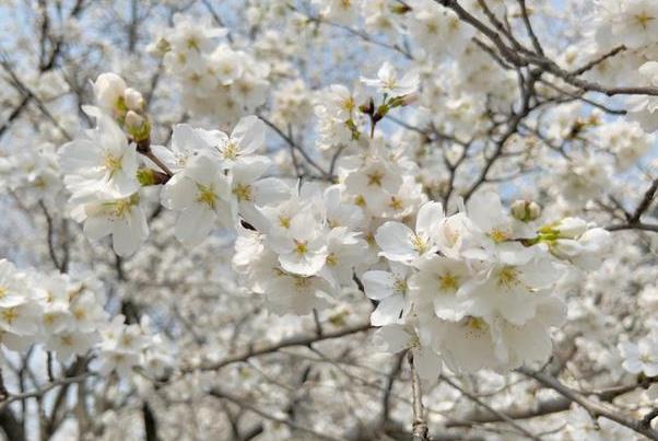 武漢櫻花什么時(shí)候開(kāi) 武大櫻花2024年什么時(shí)候開(kāi)放 武漢櫻花什么時(shí)候開(kāi) 武大櫻花2024年什么時(shí)候開(kāi)放