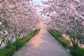 2024武大櫻花什么時候開