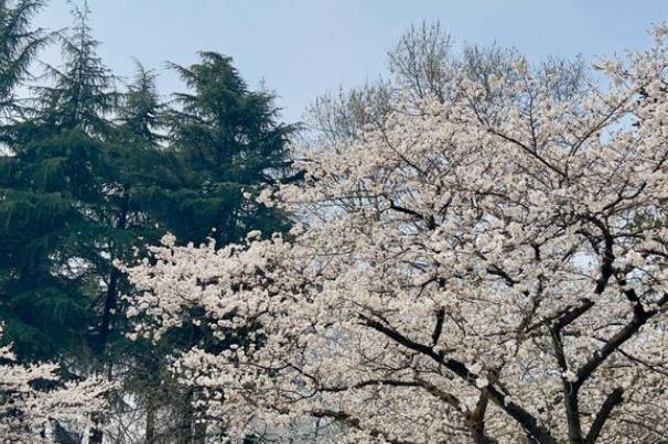 武漢櫻花什么時(shí)候開(kāi) 武大櫻花2024年什么時(shí)候開(kāi)放 武漢櫻花什么時(shí)候開(kāi) 武大櫻花2024年什么時(shí)候開(kāi)放