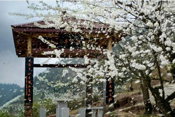 重慶踏青郊游的地方有哪些好玩 重慶踏青郊游的地方有哪些好玩