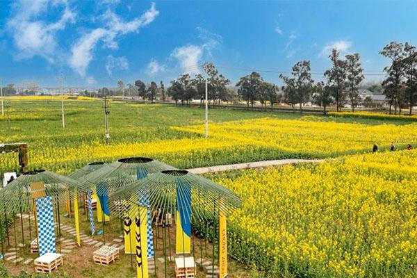 天府農(nóng)業(yè)博覽園油菜花最佳觀賞時間2024 天府農(nóng)業(yè)博覽園油菜花最佳觀賞時間2024