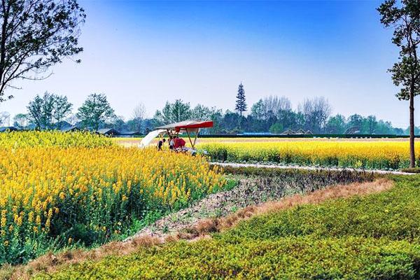 天府農(nóng)業(yè)博覽園油菜花最佳觀賞時間2024 天府農(nóng)業(yè)博覽園油菜花最佳觀賞時間2024