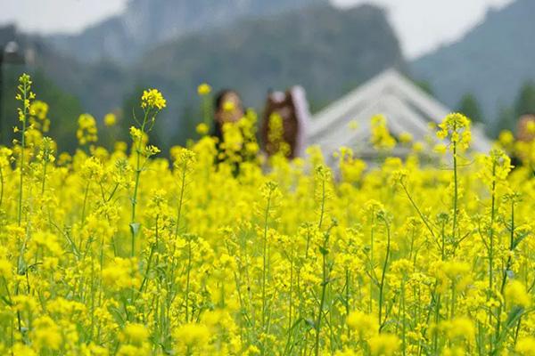 南寧油菜花景點(diǎn)在哪里 南寧油菜花景點(diǎn)在哪里
