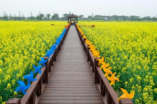 南寧油菜花景點(diǎn)在哪里 南寧油菜花景點(diǎn)在哪里