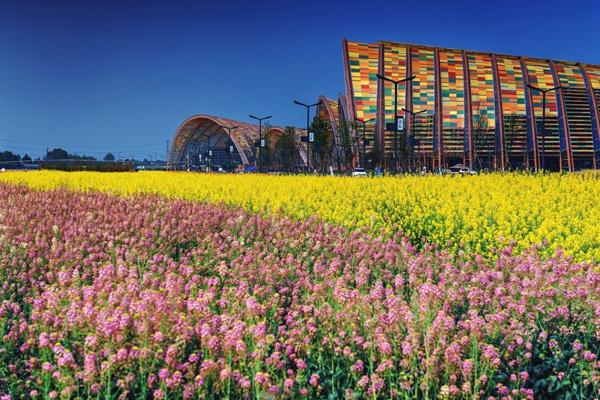 天府農(nóng)業(yè)博覽園油菜花最佳觀賞時(shí)間 天府農(nóng)業(yè)博覽園油菜花最佳觀賞時(shí)間