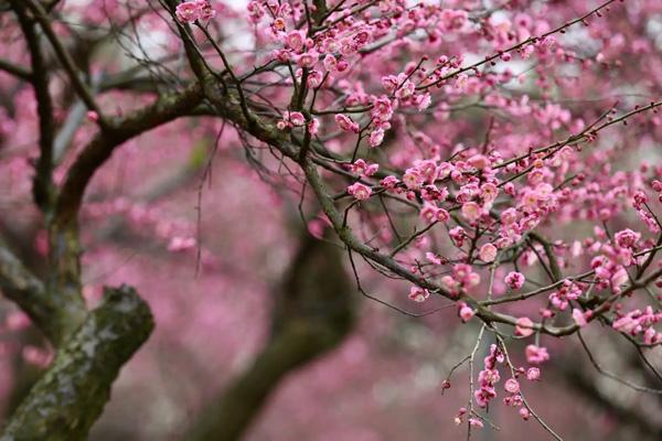 長沙賞梅勝地有哪些 長沙賞梅勝地有哪些