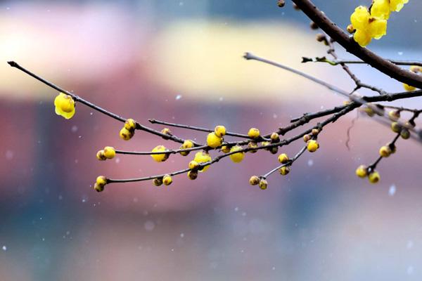 長沙賞梅勝地有哪些 長沙賞梅勝地有哪些