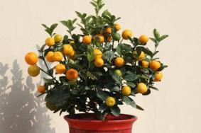 廣州年花年桔回收點在哪