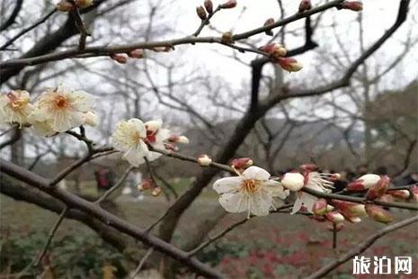 2024超山梅花節是什么時候