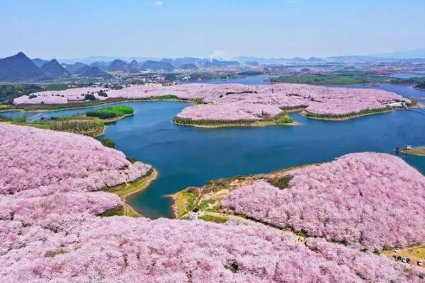 貴州平壩櫻花2024開放時(shí)間 平壩櫻花在哪里