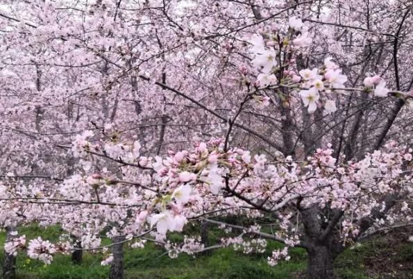 貴州平壩櫻花2024開放時(shí)間 平壩櫻花在哪里