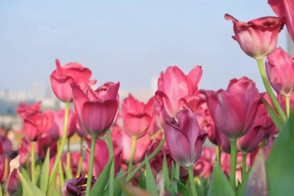 成都郁金香花海在哪里 成都郁金香花海在哪里