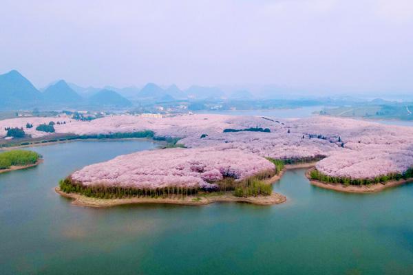 平壩櫻花最佳觀賞時(shí)間2024