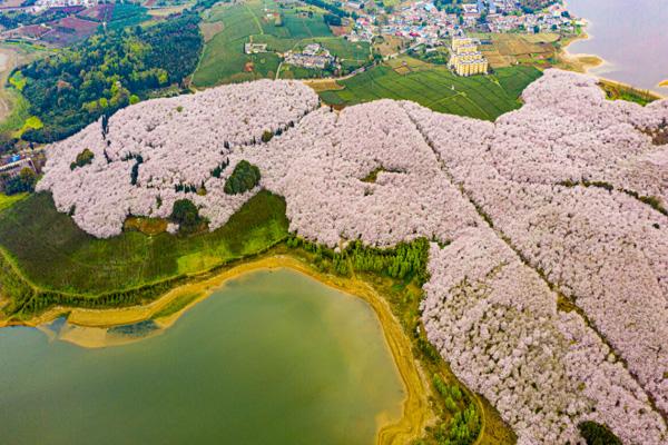 平壩櫻花最佳觀賞時(shí)間2024