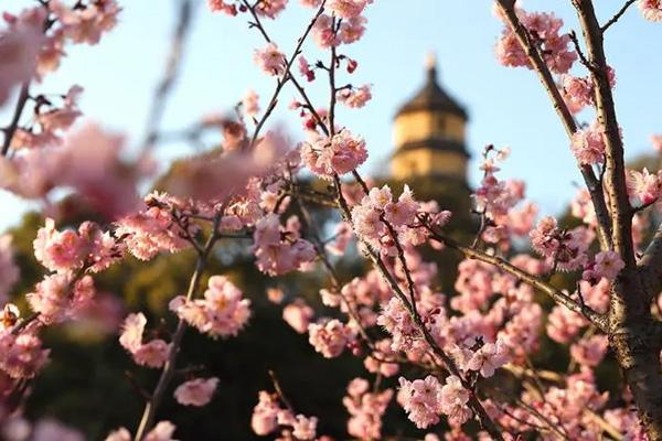 鎮(zhèn)江櫻花在哪里 鎮(zhèn)江櫻花在哪里
