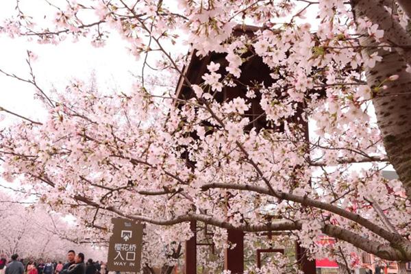 鎮(zhèn)江櫻花在哪里 鎮(zhèn)江櫻花在哪里