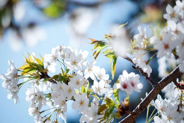 上海哪的櫻花好看 上海哪的櫻花好看