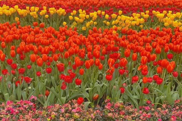 長沙哪里可以看郁金香 長沙哪里可以看郁金香