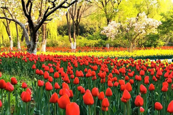 長沙哪里可以看郁金香 長沙哪里可以看郁金香