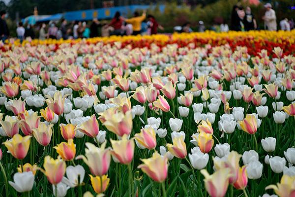 長沙哪里可以看郁金香 長沙哪里可以看郁金香