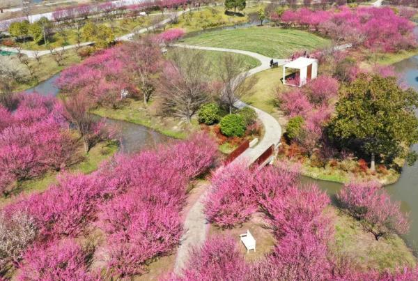 2024上海賞梅地推薦 上海哪些地方可以賞梅 2024上海賞梅地推薦 上海哪些地方可以賞梅