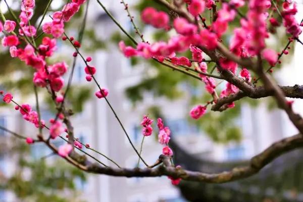 2024上海賞梅地推薦 上海哪些地方可以賞梅 2024上海賞梅地推薦 上海哪些地方可以賞梅