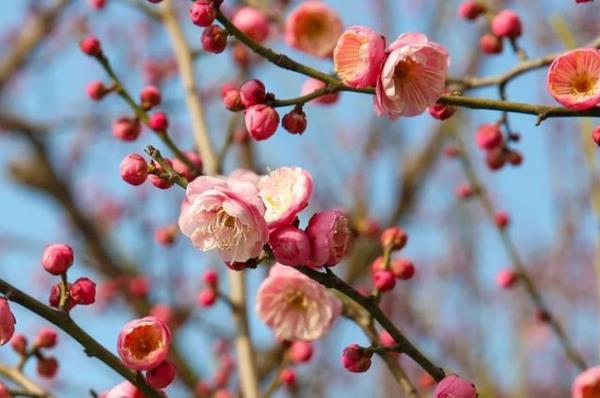 2024上海賞梅地推薦 上海哪些地方可以賞梅 2024上海賞梅地推薦 上海哪些地方可以賞梅