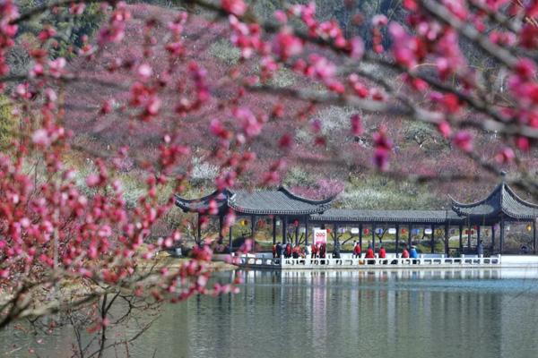 2024張家港香山梅花節(jié)開放時間 2024張家港香山梅花節(jié)開放時間