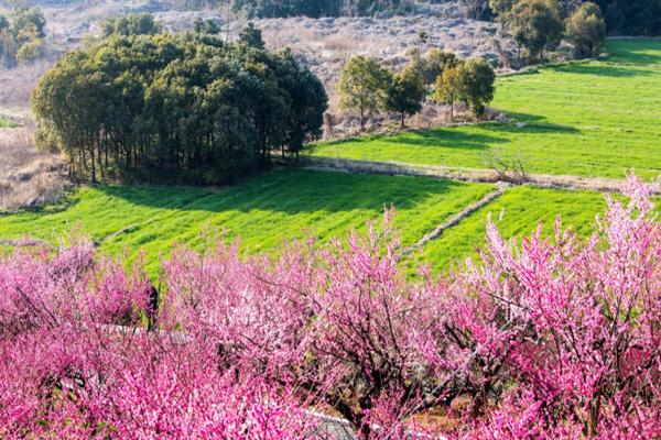 2024張家港香山梅花節(jié)開放時間 2024張家港香山梅花節(jié)開放時間